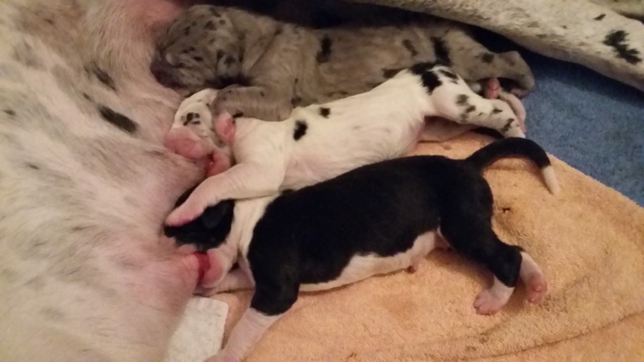 duitse doggen pups